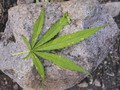 Kirim 106 Kg Ganja Aceh ke Jakarta, Kurir Diupah Rp20 Juta