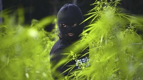 Ada 25 Pohon Ganja di Gunung Guntur, Polisi Buka Penyelidikan