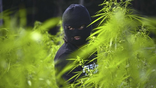 Polisi menduga 25 pohon ganja di Gunung Guntur ada penanamnya karena di sekitar areal tanaman bersih dari semak dan ilalang.