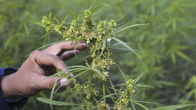 Peneliti menemukan bahwa zat cannabidiol atau CBD yang ada di dalam ganja dapat mengurangi keinginan menggunakan heroin.