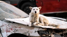 FOTO: Yaman Dikepung Rabies