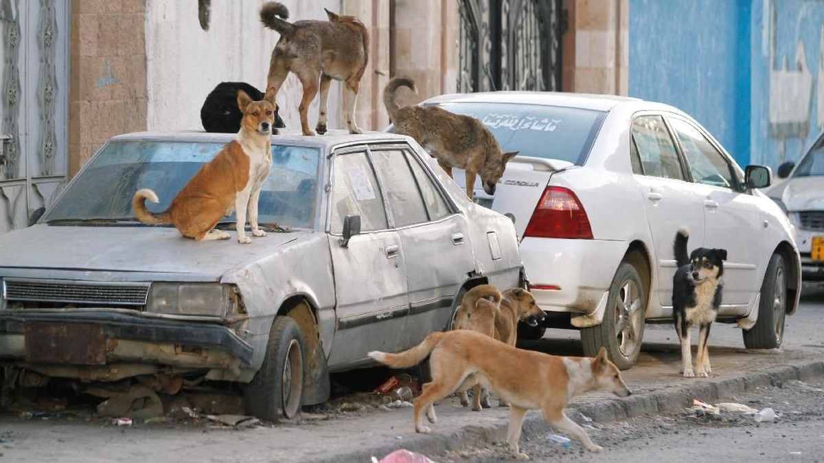 FOTO: Yaman Dikepung Rabies