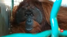 VIDEO: Orang Utan yang Masuki Lingkungan Warga Dievakuasi