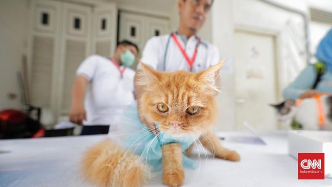 Polisi menyebut Abah Grandong si pemakan kucing akan menyerahkan diri hari ini dengan di antar rekan-rekannya. 