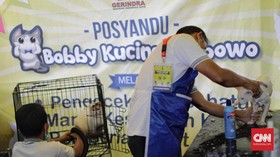 Bentuk Citra Prabowo, Relawan Lomba Kucing Mirip Bobby