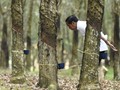 Perang Dagang dan Pesaing Baru, Alasan Harga Karet Menciut