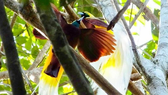 Kawasan ekowisata di Papua telah jadi lokasi pengamatan burung Cendrawasih sejak 27 tahun terakhir yang gencar dilakukan demi melawan perambahan untuk sawit.