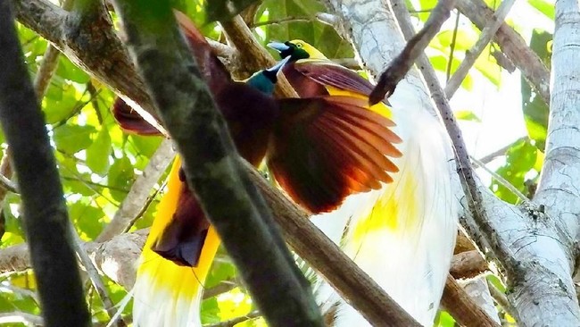 Ada 10 jenis spesies baru burung di Sulawesi Tengah dan Maluku Utara yang dikumpulkan di kawasan yang berjuluk Wallacea itu.