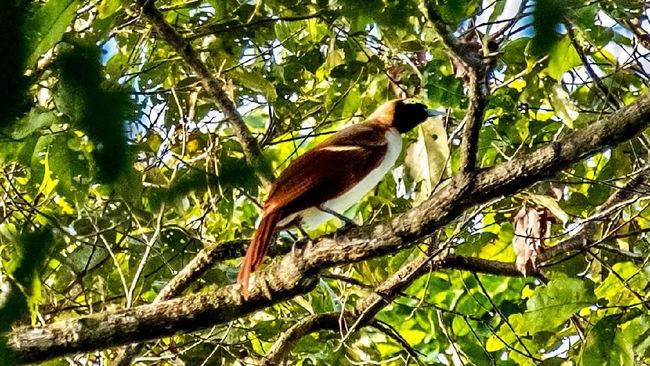 Melalui ekowisata turis bisa melakukan kegiatan wisata tanpa merusak hutan.