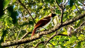 Ekowisata 'Bird Watching' di Papua Gandeng Suku Adat