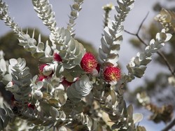 Alasan Mengapa Australia Disebut Benua Hijau, Gegara Akasia dan Eucalyptus?