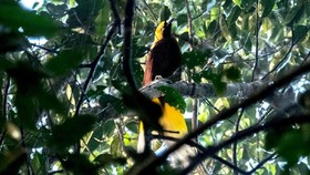 Berjalan Vertikal Demi Bersua 'Burung Surga'