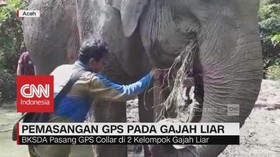 Pemasangan GPS pada Gajah di Aceh