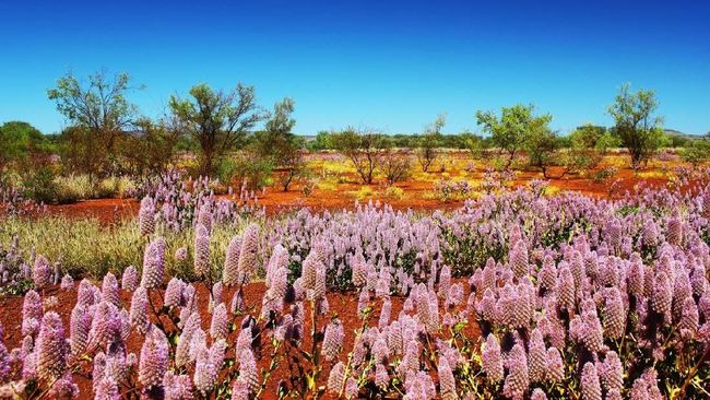 Australia Barat menyuguhkan musim mekar, musim panen sampai musim migrasi sepanjang tahun bagi turis penggemar wisata alam.