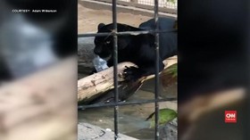 VIDEO: Jaguar Serang Pengunjung Kebun Binatang di Arizona