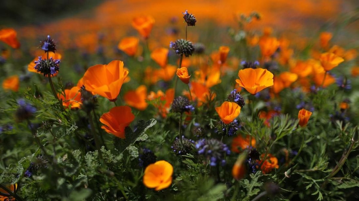 FOTO: Bunga Poppy Ceriakan California