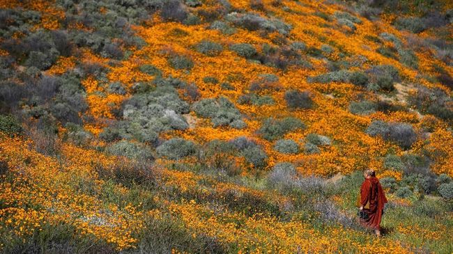 Saking indahnya, musim mekar bunga liar yang sedang berlangsung di Walker Canyon, California, terlihat sampai luar angkasa.