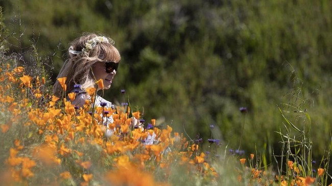 FOTO: Bunga Poppy Ceriakan California