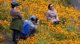 FOTO: Bunga Poppy Ceriakan California