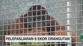 Pelepasliaran 6 Ekor Orang Utan