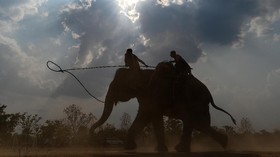 FOTO: Balap Gajah ala Vietnam