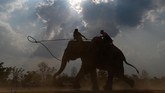 FOTO: Balap Gajah ala Vietnam Festival gajah Buon Don adalah atraksi wisata utama di Veitnam, namun banyak aktivis hewan yang mengkritiknya.