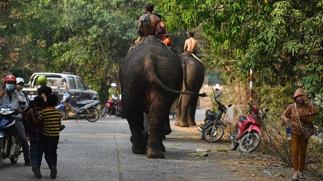 FOTO: Balap Gajah ala Vietnam