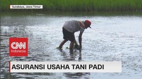 Petani Jatim Rugi, Bagaimana Peran Asuransi Usaha Tani?