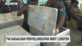 TNI Gagalkan Penyelundupan Bibit Lobster