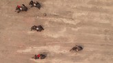 FOTO: Balap Gajah ala Vietnam Festival gajah Buon Don adalah atraksi wisata utama di Veitnam, namun banyak aktivis hewan yang mengkritiknya.
