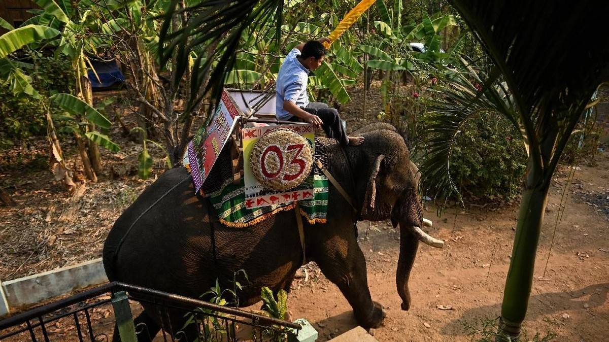 FOTO: Balap Gajah ala Vietnam