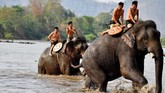 FOTO: Balap Gajah ala Vietnam Festival gajah Buon Don adalah atraksi wisata utama di Veitnam, namun banyak aktivis hewan yang mengkritiknya.