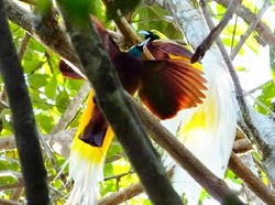 Legenda Cenderawasih, Burung Surga yang Tak Punya Kaki