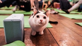 FOTO: Setelah Kambing, Kini Saatnya Yoga Bersama Kucing