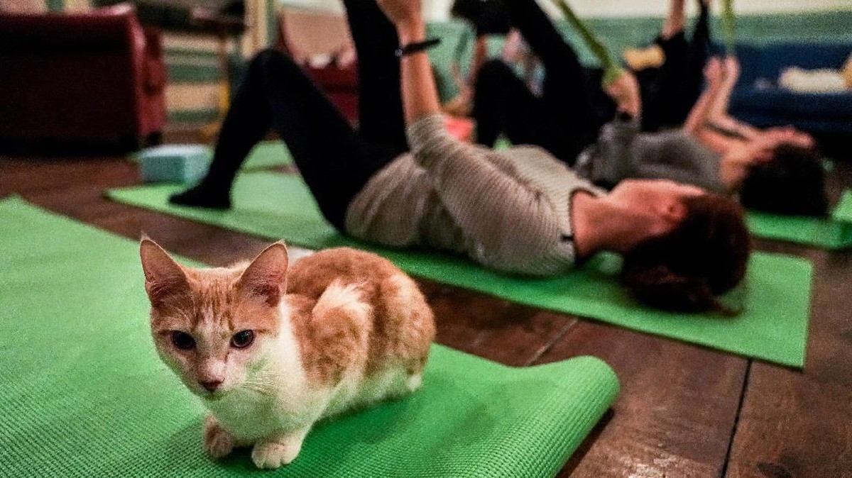 FOTO: Setelah Kambing, Kini Saatnya Yoga Bersama Kucing
