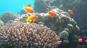 VIDEO: Pantai Dibuka untuk Umum, Terumbu Karang Dipindahkan