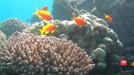 VIDEO: Pantai Dibuka untuk Umum, Terumbu Karang Dipindahkan