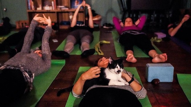 FOTO: Setelah Kambing, Kini Saatnya Yoga Bersama Kucing