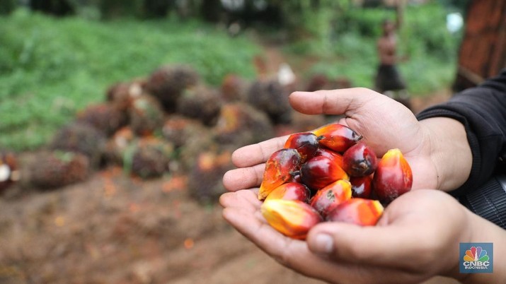 Kelapa sawit (CNBC Indonesia/Muhammad Sabki)