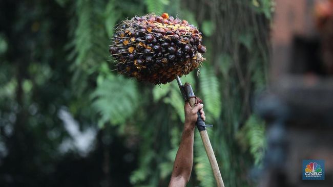 Bos Sawit Happy, Isu Pasokan Bikin Harga CPO Melesat Lagi