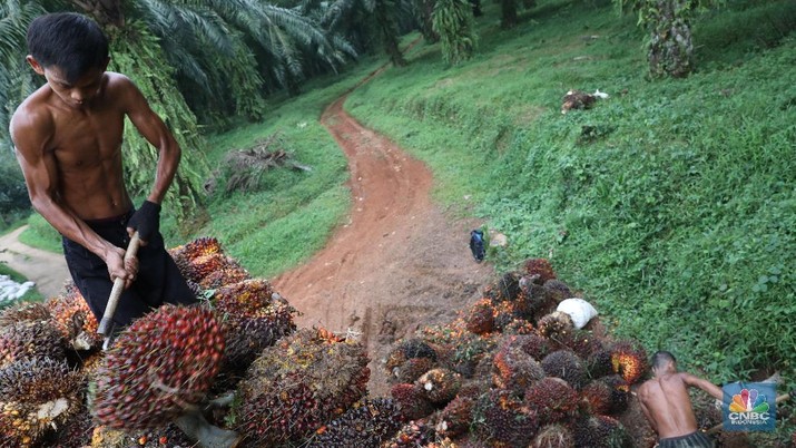 Pekerja mengangkut hasil panen kelapa Sawit di kebun Cimulang, Bogor, Jawa Barat, Jumat (15/3). Badan Pusat Statistik BPS  mengumumkan neraca Perdagangan (Ekspor-impor) Pada bulan Februari, nilai ekspor mencapai US$ 12,53 miliar, atau turun 11,33% dari tahun sebelumnya (YoY). Nilai ekspor minyak sawit sepanjang Januari-Februari 2019 hanya mencapai US$ 2,94 miliar, yang artinya turun 15,06% dibandingkan periode yang sama pada tahun 2018.  (CNBC Indonesia/Muhammad Sabki)