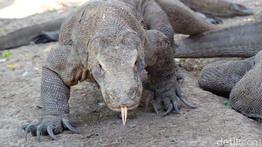 Diprotes Unesco Indonesia Lanjut Bangun Jurassic Park Di Pulau Komodo 6958