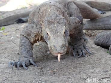 Diprotes UNESCO, Indonesia Lanjut Bangun 'Jurassic Park' di Pulau Komodo