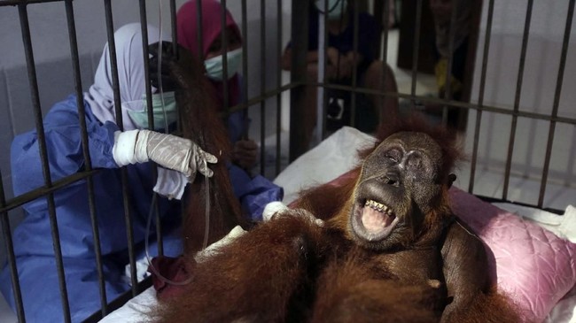 FOTO: Kondisi Orangutan yang Diberondong Tembakan