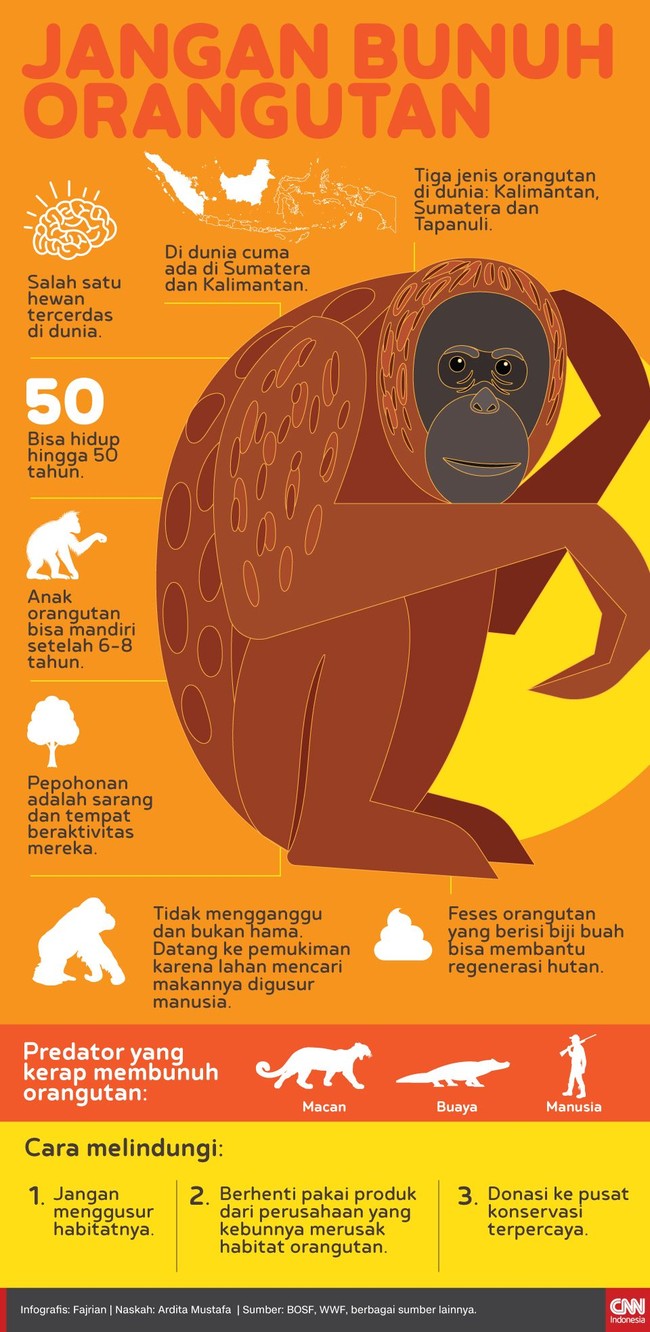 Sumatera dan Kalimantan adalah satu-satunya habitat orangutan di dunia.
