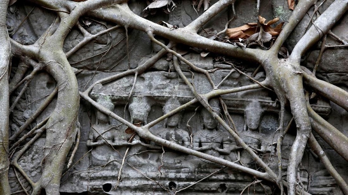 FOTO: Ta Prohm, Candinya 'Lara Croft: Tomb Raider'