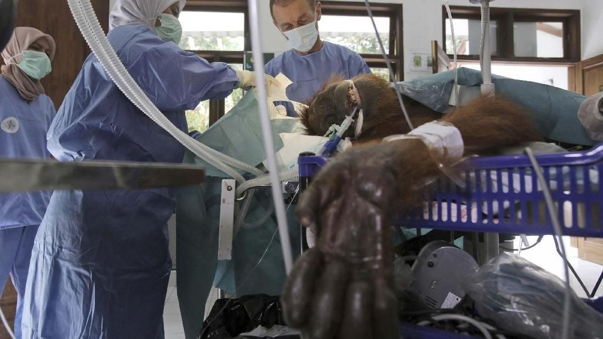 FOTO: Kondisi Orangutan yang Diberondong Tembakan