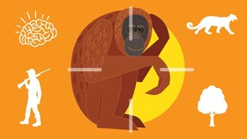 INFOGRAFIS: Jangan Bunuh Orangutan