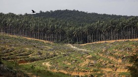 Kronologi Konflik Lahan Suku Anak Dalam dan Perusahaan Sawit