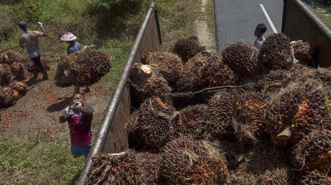 Menteri Perdagangan Zulkifli Hasan tak khawatir jika komoditas kelapa sawit Indonesia tak bisa diekspor lagi ke Uni Eropa.